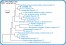 <p><strong>Fig. 224:1.</strong> Phylogenetic tree, which is based on 16S rRNA gene sequences ond show the natural relations between members of the family <em>Enterobacteriaceae, </em>which belongs to the phylum<em> </em> <em>Proteobacteria</em>. Note that the genera <em>Klebsiella</em> and <em>Citrobacter</em> are very closely related.</p>

<p>The tree was genererated by using the  computer program "Tree Builder" at <a href="http://rdp.cme.msu.edu/" target="_blank">RDP's web site</a>. <em>Clostridium botulinum</em>, typ C, which belongs to phylum <em>Tenericutes,</em> was used as outgroup. (T) means typ strain. The length of the scale bar is equivalent to one nucleotide difference per 100 nucleotide positions. Date: 2018-02-01.</p>
