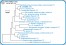 <p><strong>Fig. 224:1.</strong> Fylogenetiskt träd, som är baserat på 16S rRNA-gensekvenser och visar det naturliga släktskapet mellan medlemmar inom familjen <em>Enterobacteriaceae</em>, som hör till fylum <em>Proteobacteria</em>. Notera att släktena <em>Klebsiella</em> och <em>Citrobacter</em> är mycket närbesläktade.</p>

<p>Trädet genererades med hjälp av datorprogrammet "Tree Builder" på <a href="http://rdp.cme.msu.edu/" target="_blank">RDPs webbplats</a>. <em>Clostridium botulinum</em>, typ C, som tillhör fylum <em>Tenericutes,</em> valdes som utgrupp. (T) betyder typstam. Längden på skalstrecket motsvarar en nukleotidskillnad per 100 nukleotidpositioner. Datum: 2018-02-01.</p>