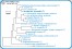 <p><strong>Fig. 142:4.</strong> Fylogenetiskt träd, som är baserat på 16S rRNA-gensekvenser och visar det naturliga släktskapet mellan medlemmar inom familjen <em>Enterobacteriaceae</em>, som hör till fylum <em>Proteobacteria</em>. Notera att släktena <em>Citrobacter </em>och <em>Klebsiella</em> är mycket närbesläktade.</p>

<p>Trädet genererades med hjälp av datorprogrammet "Tree Builder" på <a href="http://rdp.cme.msu.edu/" target="_blank">RDPs webbplats</a>. <em>Clostridium botulinum</em>, typ C, som tillhör fylum <em>Tenericutes,</em> valdes som utgrupp. (T) betyder typstam. Längden på skalstrecket motsvarar en nukleotidskillnad per 100 nukleotidpositioner. Datum: 2018-02-01.</p>