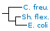 <p><strong>Fig. 157:1.</strong> Fylogenetiskt träd, som är baserat på 16S rRNA-gensekvenser och visar det naturliga släktskapet mellan medlemmar inom familjen <em>Enterobacteriaceae</em>, som hör till fylum <em>Proteobacteria</em>. Notera att släktena <em>Salmonella</em>,  <em>Escherichia</em> och <em>Shigella</em> är närbesläktade.</p>

<p>Trädet genererades med hjälp av datorprogrammet "Tree Builder" på <a href="http://rdp.cme.msu.edu/" target="_blank">RDPs webbplats</a>. <em>Clostridium botulinum</em>, typ C, som tillhör fylum <em>Tenericutes,</em> valdes som utgrupp. (T) betyder typstam. Längden på skalstrecket motsvarar en nukleotidskillnad per 100 nukleotidpositioner. Datum: 2018-03-15.</p>