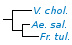 <p><strong>Fig. 85:6.</strong> Phylogenetic tree, which is based on 16S rRNA gene sequences and shows the natural relations between some families within the phylum<em> </em> <em>Proteobacteria</em>. The species on this page is shown in bold and species which are included in Vetbact are shown in blue font.</p>

<p>The tree was genererated by using the  computer program "Tree Builder" at <a href="http://rdp.cme.msu.edu/" target="_blank">RDP's web site</a>.  The family <em>Enterobacteriaceae </em>is not represented in this tree and <em>Plesiomonas shigelloides</em>, which belongs to the family <em>Enterobacteriaceae, </em>was therefore used as outgroup. (T) means typ strain. Date: 2018-09-13.</p>