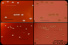 <p><strong>Fig. 147:2.</strong> Närbilder på kolonier av <i>Streptococcus suis</i>, odlad på hästblodagar i närvaro av 5 % CO<sub>2</sub> under 1 dygn vid 37°C. Bild A och B visar en α-hemolyserande stam av <em>S. suis</em> och bild C och D visar en ß-hemolyserande stam av <em>S. suis. </em>Bild A och C är fotograferade med ljus ovanifrån och bild B och D med ljus underifrån. Observera den visuella skillnaden mellan α- och ß-hemolys, vilket syns bäst med belysning underifrån. Längden på skalstrecken motsvarar 5 mm. Datum: 2018-06-15.</p>