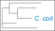 <strong>Fig. 109:5.</strong> The tree shows the 16S rRNA based phylogenetic relations within the following bacterial genera: <i>Campylobacter, Helicobacter, Arcobacter, Burkholderia, Wolinella</i> and <i>Sulfurospirillum</i>. <p>