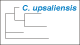 <strong>Fig. 110:3.</strong> Trädet visar 16S rRNA-baserade fylogenetiska relationer inom följande bakterie-släkten: <i>Campylobacter, Helicobacter, Arcobacter, Burkholderia, Wolinella</i> och <i>Sulfurospirillum</i>.<p>