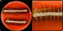 <p><strong>Fig.136:2</strong><em> Avibacterium paragallinarum</em>, stam VB-25/20, odlad på nötblodagar tillsammans med <em>Staphylococcus aureus </em>(amningstest) under två dygn vid 37 °C i närvaro av 5% CO<sub>2</sub> . Notera att bakterien ammar dvs. växer bättre och ger större kolonier i närheten av stryket av <em>Staphylococcus aureus. </em>Datum: 2020-03-12.</p>