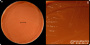 <p><strong>Fig 136:1.</strong> <em>Avibacterium paragallinarum,</em> stam VB-25/20, odlad på hematinagar (= chokladagar) under två dygn vid 37 °C i närvaro av 5% CO<sub>2</sub>. Denna bakterie växer dåligt på vanlig blodagar därför odlas den oftast på hematinagar så att bakteriekolonierna kan observeras. Datum: 2020-03-12.</p>