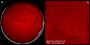 <p><strong>Fig. 153:1.</strong> Colonies of <i>Fusobacterium necrophorum</i> subsp. <em>funduliforme</em> cultivated anaerobically on an FAA plate at 37°C during 48 h. Panel A shows the whole plate and panel B shows a close-up. The total length of the scale bars is equivalent to 10 and 5 mm, respectively. Date: 2020-11-19.</p>