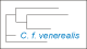 <strong>Fig. 91:2.</strong> Trädet visar 16S rRNA-baserade fylogenetiska relationer inom följande bakterie-släkten: <i>Campylobacter, Helicobacter, Arcobacter, Burkholderia, Wolinella</i> och <i>Sulfurospirillum</i>. <p>