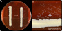 <p><strong>Fig.278:2</strong><em>  Helcoccus ovis</em>,<em> </em>cultured on bovine blood agar together with <em>Staphylococcus aureus</em> (X and Y factor test) 48 h at 37 °C in the presence of 5% CO<sub>2</sub>. Note that the bacteria have tendence to increased growth with bigger colonies close to the streak of <em>Staphylococcus aureus. </em>The lengths of the scale bars in A and B are equivalent to 10 and 3 mm respectevily.   Date: 2021-05-25.</p>