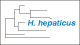 <strong>Fig. 92:2.</strong> Trädet visar 16S rRNA-baserade fylogenetiska relationer inom följande bakterie-släkten: <i>Campylobacter, Helicobacter, Arcobacter, Burkholderia, Wolinella</i> och <i>Sulfurospirillum</i>. <p>