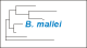 <strong>Fig. 51:2.</strong> The tree shows the 16S rRNA based phylogenetic relations within the following bacterial genera: <i>Campylobacter, Helicobacter, Arcobacter, Burkholderia, Wolinella</i> and <i>Sulfurospirillum</i>. <p>