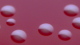 <strong>Fig. 55:2.</strong> Colonies of <i>Bordetella pertussis</i>, cultivated on horse blood agar during 48 h at 37°C with 5% CO<sub>2</sub>. The total scale bar is equivalent to 5 mm. <p>
