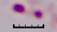<p><strong>Fig. 106:4. </strong>Gram staining of <i>Actinobacillus lignieresii</i>, strain B10375/10. The arrows indicate some of the granules, which can be seen. The total length of the scale bar corresponds to 5 µm. Date: 2010-04-23.</p><p> </p>