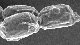 <p><strong>Fig. 21:3.</strong> Spores of <em>Bacillus cereus</em>, strain ATCC 14579T. This strain forms an exosporium (see Fig. 21:4), which is not as easily visible on the spores as on some other strains (c.f. Fig. 21:4). The length of the scale bar is equivalent to 2 µm. Date: 2010-06-16.</p>

<p> </p>