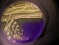 <b>Fig. 20:7.</b> Colonies of <i>Staphylococcus aureus</i> subsp. <i>aureus</i>, strain SLV 350, cultivated aerobically on purple agar with lactose during 24 h at 37°C. The lighting was from above. Note that <i>S. aureus</i> subsp. <i>aureus</i> is a lactose fermenter. The length of the scale bar is equivalent to 1 cm. Date: 2011-02-05.<p>
