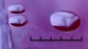 <b>Fig 69:2.</b> Close-up of colonies of <i>Klebsiella pneumoniae</i> subsp. <i>pneumonia</i>, strain CCUG 225, cultivated aerobically on horse blood agar at 37°C during 24 h. Photographed with lighting from above. The total length of the scale bar is equivalent to 5 mm. Date: 2011-06-20. <p>