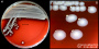 <p><strong>Fig. 86:1.</strong> Colonies of <i>Aeromonas hydrophila</i> subsp. <i>hydrophila</i> cultured on bovine blood agar during 24 h at 37°C. The image A shows the whole plate and image B is a close-up of A. The total length of the scale bars is equivalent to 10 and 3 mm, respectively. Date: 2016-10-11.</p>

<p> </p>