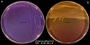 <p><strong>Fig. 72:3.</strong> Streak of <i>Proteus mirabilis</i> on purple agar (A) and MacConkey agar (B). Note that <i>Proteus</i> spp. swarm on purple agar, but not on MacConkey agar. The length of the scalebars is equivalent to 1 cm. Date: 2016-10-19.</p>

<p> </p>