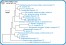 <p><strong>Fig. 75:1.</strong> Phylogenetic tree, which is based on 16S rRNA gene sequences ond show the natural relations between members of the family <em>Enterobacteriaceae, </em>which belongs to the phylum<em> </em> <em>Proteobacteria</em>. Note that the genera <em>Escherichia</em> and <em>Shigella</em> are very closely related.</p>

<p>The tree was genererated by using the  computer program "Tree Builder" at <a href="http://rdp.cme.msu.edu/" target="_blank">RDP&#39;s web site</a>. <em>Clostridium botulinum</em>, typ C, which belongs to phylum <em>Tenericutes,</em> was used as outgroup. (T) means typ strain. The length of the scale bar is equivalent to one nucleotide difference per 100 nucleotide positions. Date: 2018-01-25.</p>