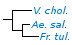 <p><strong>Fig. 81:1.</strong> Phylogenetic tree, which is based on 16S rRNA gene sequences and shows the natural relations between some families within the phylum<em> </em> <em>Proteobacteria</em>. The species on this page is shown in bold and species which are included in Vetbact are shown in blue font.</p>

<p>The tree was genererated by using the  computer program "Tree Builder" at <a href="http://rdp.cme.msu.edu/" target="_blank">RDP&#39;s web site</a>.  The family <em>Enterobacteriaceae </em>is not represented in this tree and <em>Plesiomonas shigelloides</em>, which belongs to the family <em>Enterobacteriaceae, </em>was therefore used as outgroup. (T) means typ strain.  Date: 2018-09-13.</p>