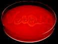 VetBakt