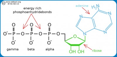 Adenosine triphosphate (ATP)