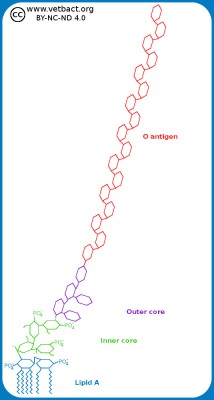 Lipopolysackarid (LPS)