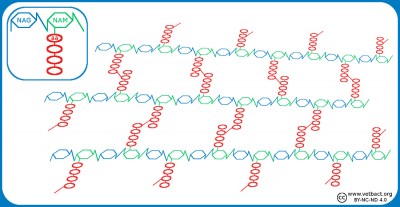 Peptidoglykan