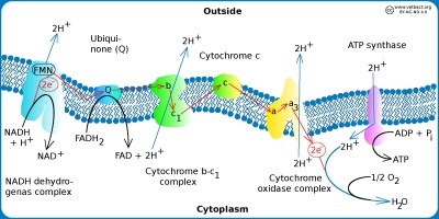 electron transport chain bacteria