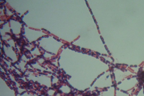 <i>Bacillus subtilis</i> subsp. <i>subtilis</i>