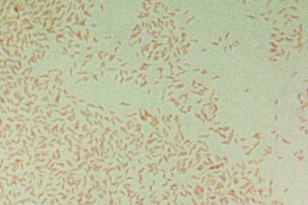 <i>Campylobacter jejuni</i> subsp. <i>jejuni</i>