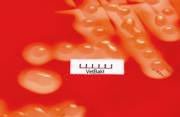 <i>Streptococcus equi</i> subsp. <i>zooepidemicus</i>