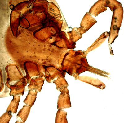 Fästing (<i>Ixodes hexagonus</i>)