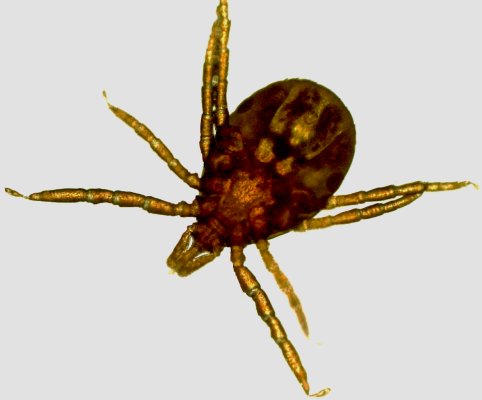 Tick (<i>Ixodes</i> sp.)