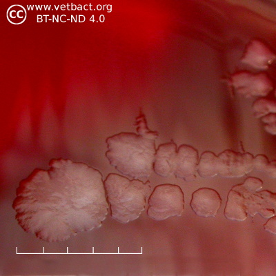 <i>Clostridium chauvoei</i>