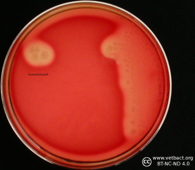 <i>Clostridium chauvoei</i>