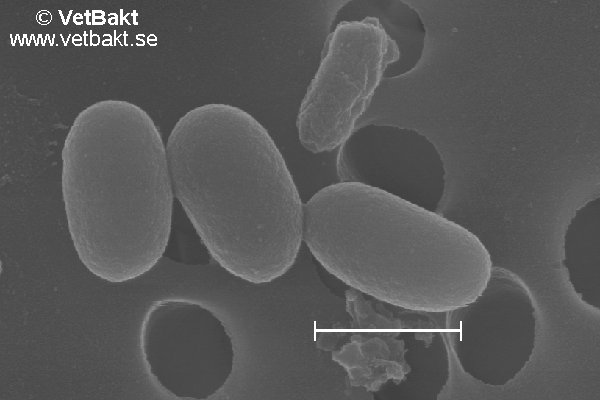 <i>Paenibacillus larvae</i> (spores)