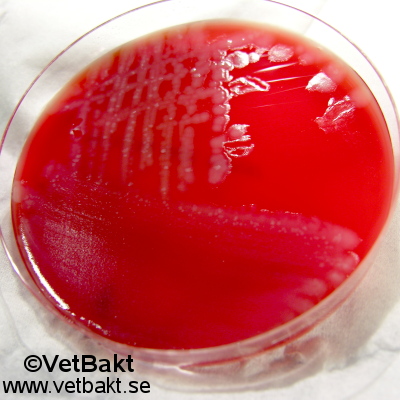 <i>Bacillus anthracis</i>