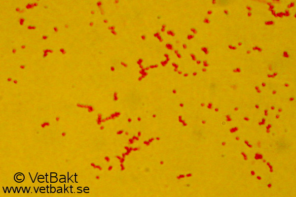 <i>Actinobacillus pleuropneumoniae</i>