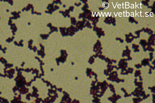 <i>Staphylococcus pseudintermedius</i>