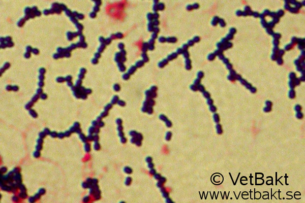 <i>Streptococcus equi</i> subsp. <i>zooepidemicus</i>