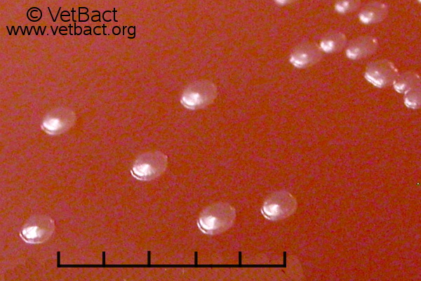 <i>Actinobacillus lignieresii</i>