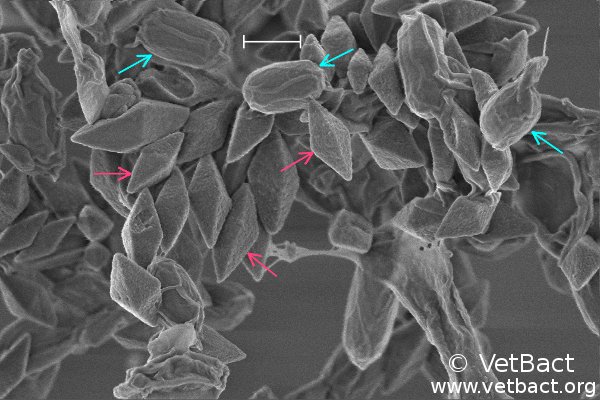 <i>Bacillus thuringiensis</i>