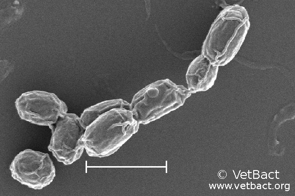 <i>Bacillus cereus</i>