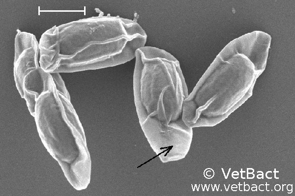 <i>Bacillus cereus</i>