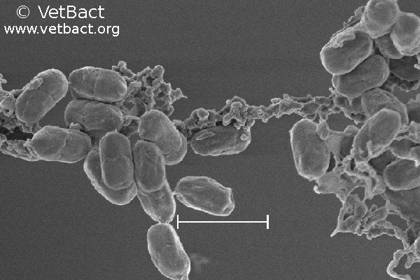 <i>Bacillus atrophaeus</i>