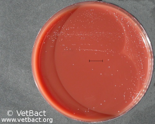 <i>Bartonella henselae</i>