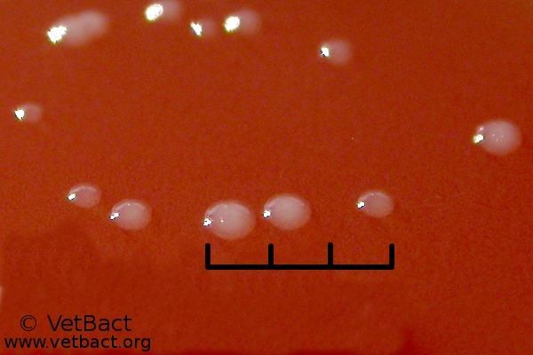 <i>Bartonella henselae</i>