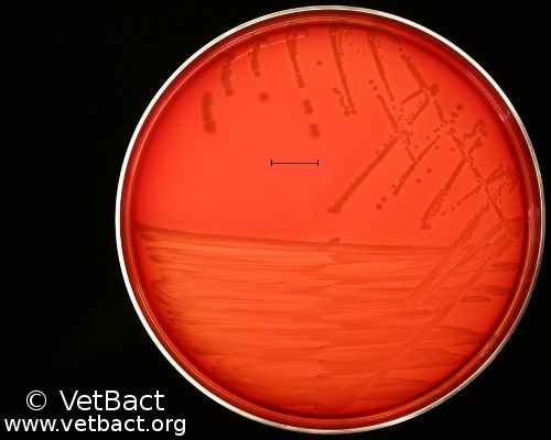 <i>Pasteurella multocida</i> subsp. <i>multocida</i>