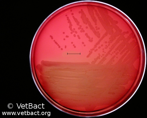 <i>Pseudomonas aeruginosa</i>